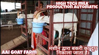 Indias biggest Goat farm saanen milk production automatic [upl. by Nuli710]