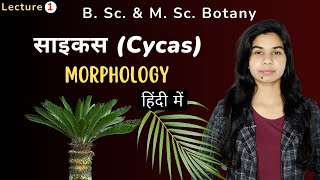 साइकस Cycas  Morphology  हिंदी में  Botany [upl. by Cartwright21]