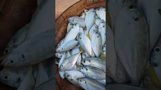 Small trevally fish very suitable for dry fryingfishing fish seafood [upl. by Leund]