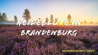 Fotografieren in der Reicherskreuzer Heide [upl. by Bonacci330]