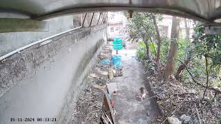 Well behaved Dogs habituated amp allowed to litter others property  15Nov2024 [upl. by Onirotciv]