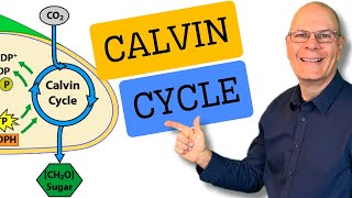 Calvin Cycle Explained in 7 Minutes for AP Bio [upl. by Aillemac]