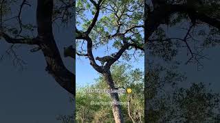 OMG 😳Lion Chasing Leopard 😱 shorts wildlife animallover wildlife hunting lionfight [upl. by Bate]