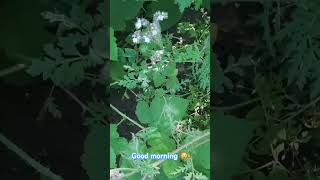 Bumblebee 🐝 collects nectar on a phacelia flower 🥰 [upl. by Nacim]