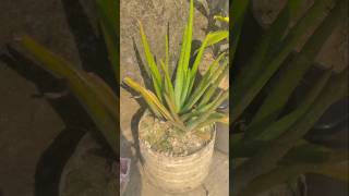 Aloe vera plant shortvideo short garden natural [upl. by Geer]