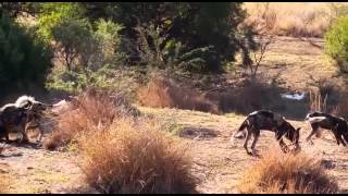 African Wild dogs kill a Baby Wildebeest in Pilanesberg 2 [upl. by Yrhcaz]