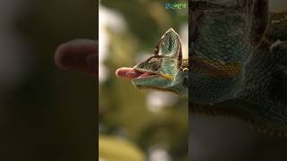 chameleon hunting its prey ✨🦎viral youtube fypシ animals biology online [upl. by Unity]