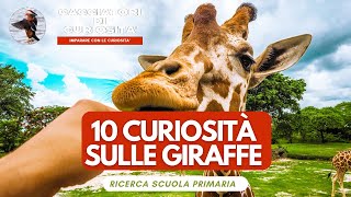 Ricerca sullle GIRAFFE per la scuola elementare e loro curiosità [upl. by Kcirdderf]