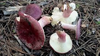 La Russule des pins Russula torulosa [upl. by Notniv]