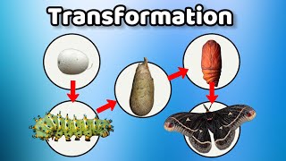 A MOTH Lifecycle in close up photos Calleta Silk Moth [upl. by Aihtnis981]