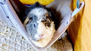 5 Things Your Guinea Pig Will Love [upl. by Sorodoeht474]