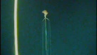 New Bigfin Squid UNSEEN footage magnapinna squid [upl. by Etnaik137]