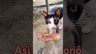 Reacción de gatoscatgatoscomedia [upl. by Trebma]