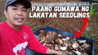 PAANO MAGPARAMI NG LAKATAN SEEDLINGS [upl. by Antone]