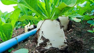 Agriculture Technology  Planting Radishes from Seed and Harvesting [upl. by Asirrom616]