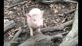 Süßes Mini Schwein rennt und grunzt  Süßestes Tierbaby der Welt [upl. by Cerys298]