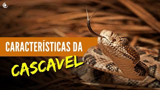 A surpreendente cascavel Crotalus durissus🪱 [upl. by Kitrak297]