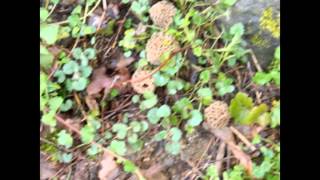 Cueillette de morilles en Maurienne [upl. by Walden28]