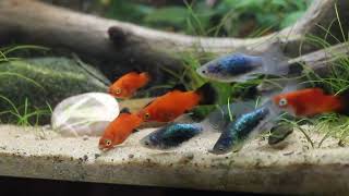 Platys eating otocinclus food [upl. by Lyndsey]