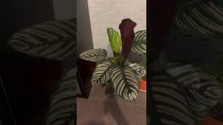 BEAUTIFUL CALATHEA ORNATA [upl. by Suilmann]