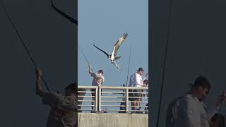 Osprey shows off its catch to a wall of unresponsive fisherman bird osprey Glad I’m not a fish [upl. by Finley]