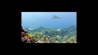 Hawaiian Spotted Eagle Ray  MEGA Lab  Live Camera Stream youtubeshorts fish share [upl. by Lottie]