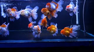 200 Plus Gold Fish  Imported Oranda Gold Fish Shipment [upl. by Sims259]