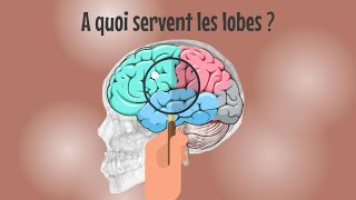 3  Composition 22  A quoi servent les lobes dans le cerveau   Cerveau mode demploi [upl. by Elsi]