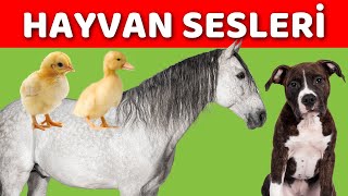 Hayvanlar ve Hayvan Sesleri  Bebekler ve Çocuklar İçin Türkçe Okul Öncesi Eğitici Video [upl. by Aylward]