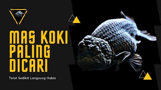 MAS KOKI YANG PALING BANYAK DI CARI PENGHOBI  UPDATE HARGA IKAN MAS KOKI DI JATINEGARA TERBARU [upl. by Neyuq262]