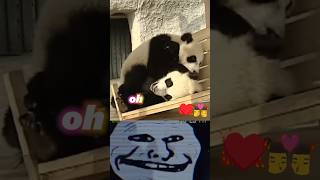 Cute pandas playing no the slide trend viralshorts funny video [upl. by Gannes]