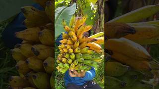 Eating a ripe banana from garden healthy eating🌴🌴🌴🌴banana banananutrition healthyeating [upl. by Stefan]