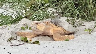 Loggerhead Sea Turtle Laying Eggs on the Beach in North Naples FL 060922 [upl. by Imnubulo937]