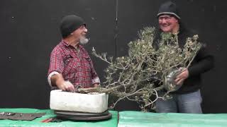 Bonsai Demonstration Don Deluca at Bonsai Northwest Melbourne 2024 [upl. by Tolland]