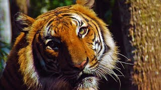 Rare Malayan Tigers at Naples Zoo [upl. by Underwood96]