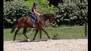 FOR SALE Stedinger Gelding [upl. by Nosa827]