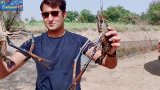 Scampi prawn Farming harvestMacrobacrium rosenbergiibig size at Aj Fisheries India [upl. by Woodie]