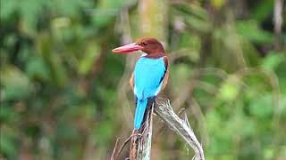 Whitethroated Kingfisher in Malaysia [upl. by Ume321]