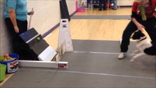 High Flyers Flyball Training  January 2014 [upl. by Pomfrey]