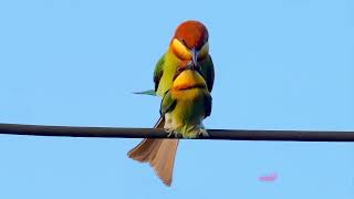 Chestnutheaded Beeeater Mating 栗頭蜂虎交配 [upl. by Idurt]