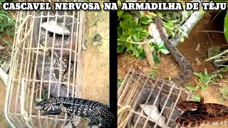 Nordestino tomou Susto ao ver CASCAVEL Grudada ao Lagarto Teiú na ARMADILHA [upl. by Ahsocin]