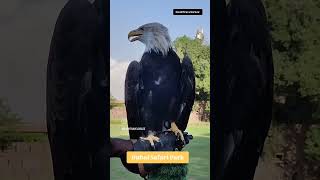 VultureGolden Eagle Birds Prey at Dubai Safari Park🦅🦅🦅 wildlife [upl. by Nalro]