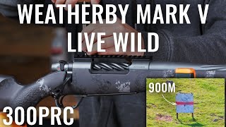 WEATHERBY MARK V LIVE WILD 4K [upl. by Eiramesor]