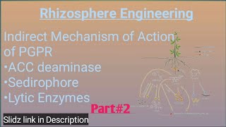 Rhizosphere Engineering  Indirect Mechanism of PGPR  ACC Deaminase  Part2  SukheraIllustratorz [upl. by Arrio]