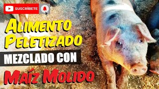 Maíz Molido más Alimento Peletizado FUNCIONARÁ [upl. by Osyth]