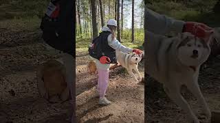 собака huskyplay huskyshorts хаски funny huskyfun хочуврек природа funnyhusky pets [upl. by Otina]