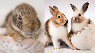 Beautiful Animal Moments  cutest Baby Rabbits Ever Funny and Adorable Bunny Moments [upl. by Aihcropal533]