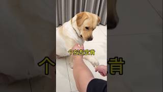 My dog ​​got angry for not giving foodshortspetworld funny doglover dogfunnyvideos viralvideo [upl. by Aldarcy581]