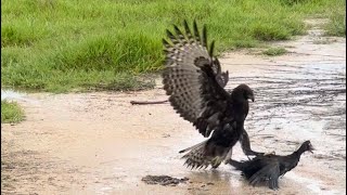 A large bird of prey species fly down hunt a big roaster on the ground very fast and skillful like [upl. by Dorris]