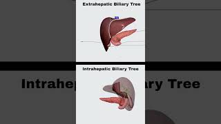 Biliary Tree Anatomy usmle anatomy medicine medicalstudent medicalanimation medschool [upl. by Hnoj]